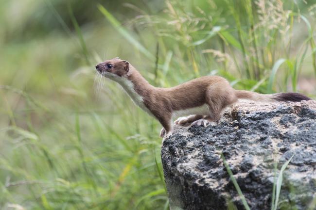 Hermelin (Mustela erminea) Deutscher Jagdverband